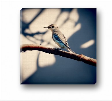 A Mocking Bird on a Branch CP_11001