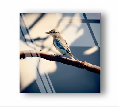 A Mocking Bird on a Branch GP_11001