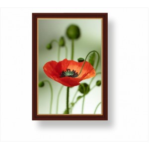 Wall Decoration | Framed | Flowers FP_3100803