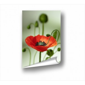 Wall Decoration | Posters | Flowers PP_3100803