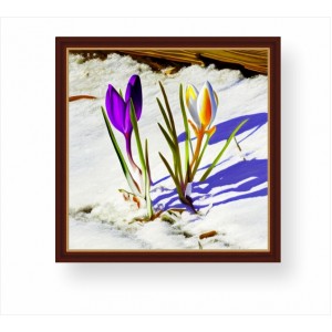 Wall Decoration | Framed | Flowers FP_3102200